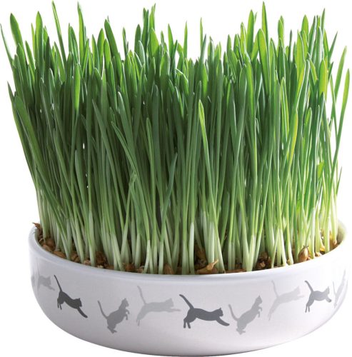 Trixie | Ceramic Bowl whit Cat Grass - macskafű kerámiatálban - ø 15×4 cm 