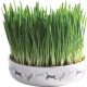 Trixie | Ceramic Bowl whit Cat Grass - macskafű kerámiatálban - ø 15×4 cm 