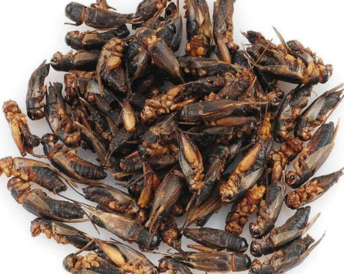 Trópus | Dried Cricket, szárított tücsök | Kiegészítő eleség rágcsálók,madarak, sünik és hüllők részére - 40g