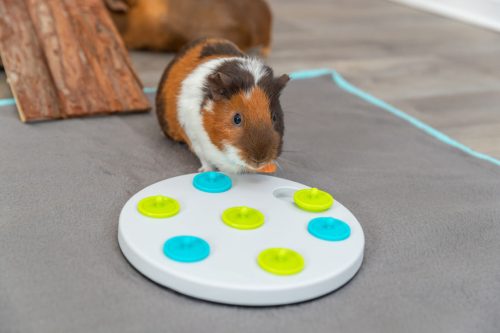 Trixie Snack Board Strategy Game | Interaktív stratégiai játék nyulak és tengerimalacok számára – ø 20 cm