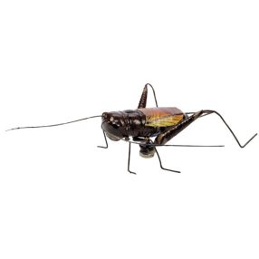 BlueBug | 3D mágnes dobozban | Tücsök