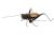 BlueBug | 3D mágnes dobozban | Tücsök