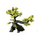SuperFish | DECO BONSAI | Bonsai dekoráció - M