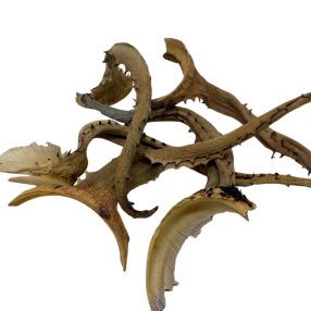   Természetes szárított Aloe Vera ágak | Egzotikus terráriumi dekoráció - 1 db