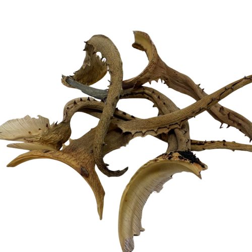 Természetes szárított Aloe Vera ágak | Egzotikus terráriumi dekoráció - 1 db