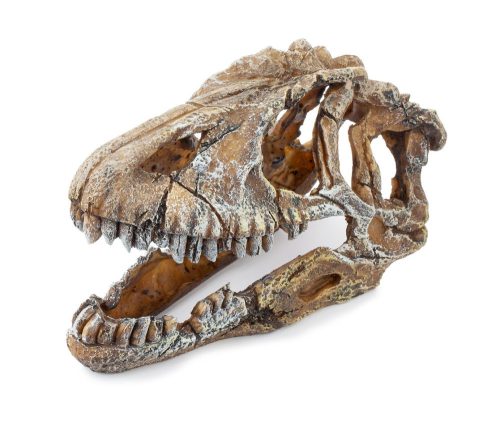 Dophin | dekor dinókoponya nagy - 17x8x9cm