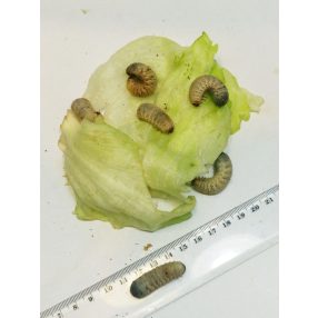 Rózsabogárlárva (Pachnoda marginata)  -5db