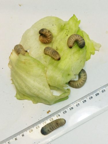 Rózsabogárlárva (Pachnoda marginata)  -5db