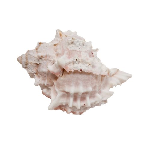 ZooMed | Remeteráknak csigaház -nagy - véletlenszerű 