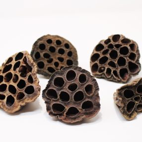   Pet King| Lotus Nature| természetes szárított dekoráció –  5 db