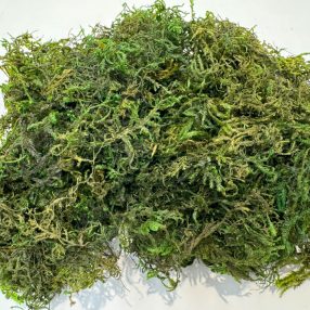   Szárított erdei moha| Természetes terráriumi dekoráció - 100 g