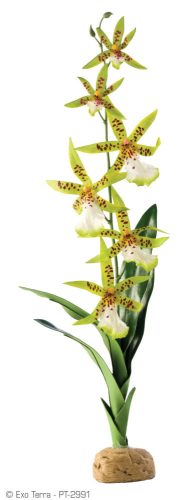 Exo Terra Spider Orchid | Pók orchidea műnövény