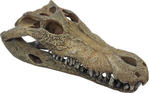 REPTO | DECO CROCODILE | Krokodil koponya, dekoráció -  L