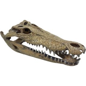   REPTO | DECO CROCODILE XXL | Krokodil koponya dekoráció - 47x20x15 cm