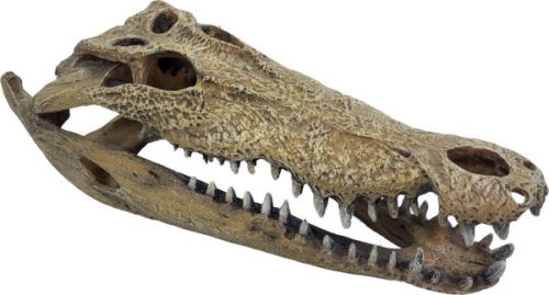 REPTO | DECO CROCODILE XXL | Krokodil koponya dekoráció - 47x20x15 cm