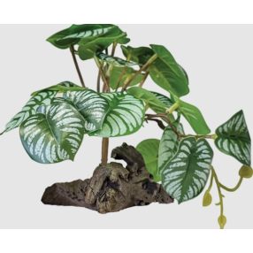   REPTO | PLANT ON DECO BEGONIA | Műnövény dekoráció, begónia - 19x19xx19 cm