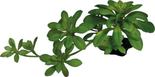 REPTO | PLANT SUCCULENT GREEN XL | Műnövény dekoráció, zöld színű - XL