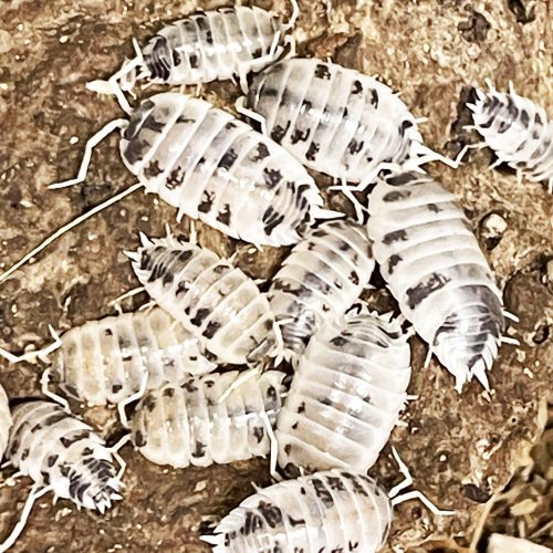 Porcellio laevis (Dairy cow) | Ászka | 10 db