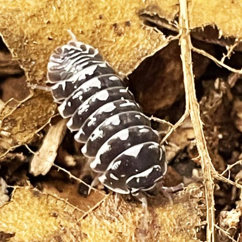 Armadillidium maculatum (Zebra) | Ászka | 10 db