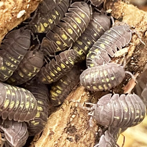 Armadillidium granulatum | Ászka | 10 db