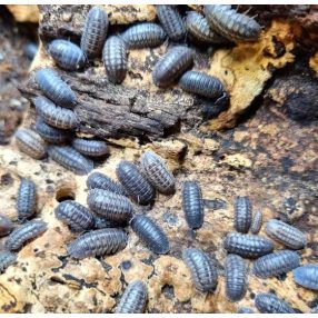 Armadillidium nasatum | Ászka - 10db