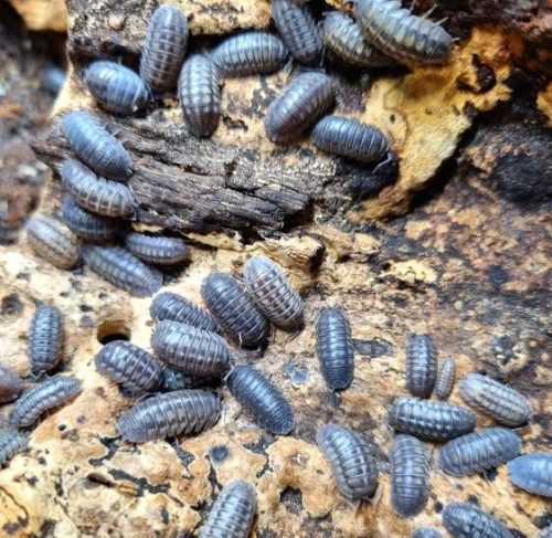 Armadillidium nasatum | Ászka - 10db