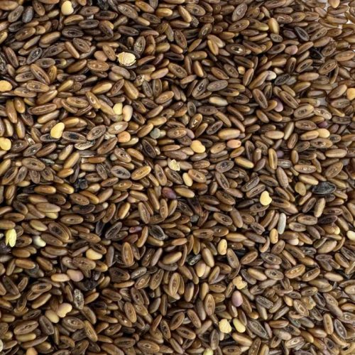 Lándzsás útifű mag – 10 g | Prémium takarmánynövény vetőmag otthoni termesztéshez