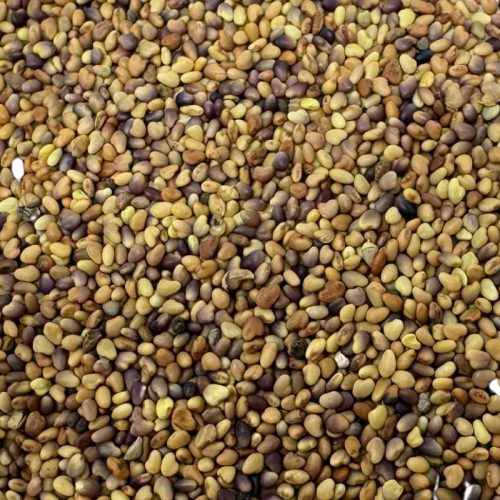 Vörös here mag – 10 g | Prémium takarmánynövény vetőmag otthoni termesztéshez