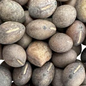   Tavaszi bükköny mag – 10 g | Prémium takarmánynövény vetőmag otthoni termesztéshez