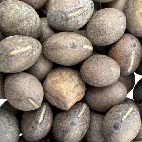 Tavaszi bükköny mag – 10 g | Prémium takarmánynövény vetőmag otthoni termesztéshez