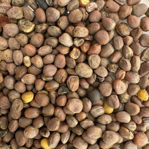 Olajretek mag – 10 g | Prémium takarmánynövény vetőmag otthoni termesztéshez