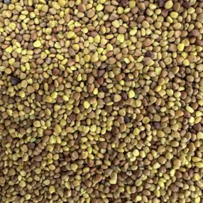   Fehér here mag – 10 g | Prémium takarmánynövény vetőmag otthoni termesztéshez