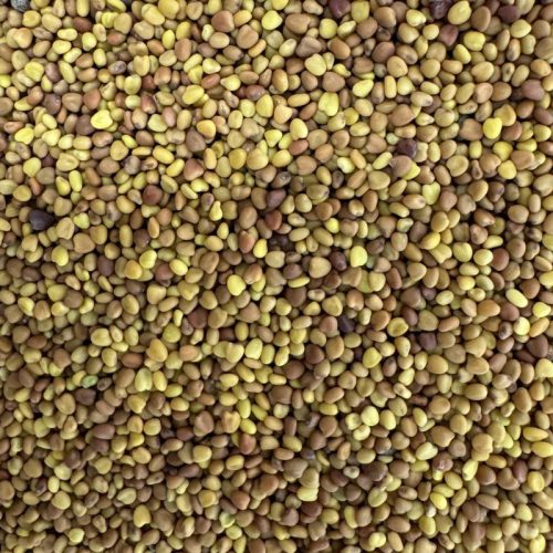 Fehér here mag – 10 g | Prémium takarmánynövény vetőmag otthoni termesztéshez