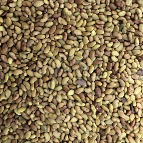 Lucerna mag – 10 g | Prémium takarmánynövény vetőmag otthoni termesztéshez