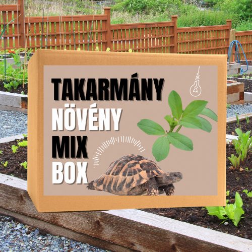 Takarmánynövény MIX BOX | Komplett otthoni termesztőcsomag hüllőknek és kisemlősöknek