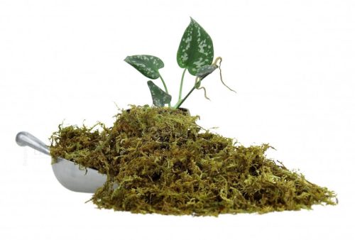 The Pet Factory Trocken-Moos | Prémium szárított moha szállításhoz és dekorációhoz – 100 g