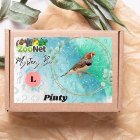 Mystery Box ajándékdoboz Pintyeknek– L