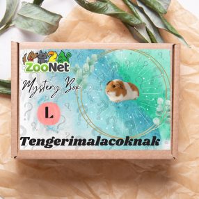 Mystery Box ajándékdoboz tengerimalacoknak– L