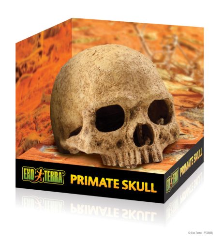 Exo Terra Primate Skull | Főemlős koponya - 15 cm