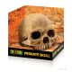 Exo Terra Primate Skull | Főemlős koponya - 15 cm