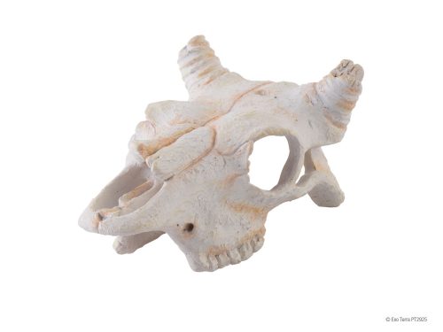 Exo terra Buffalo Skull | Bölény koponya - kicsi