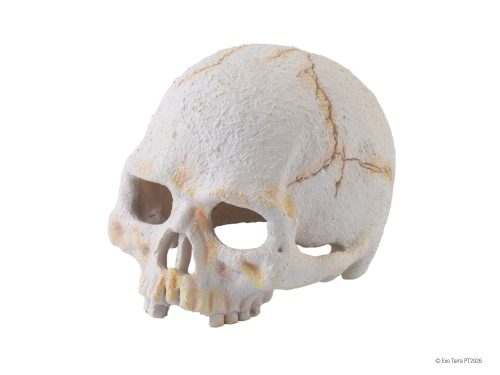 Exo Terra Primate Skull | Főemlős koponya - 10 cm